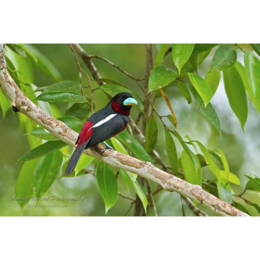 Black and Red Broadbill bird perched on a branch by photographer ashley vincent