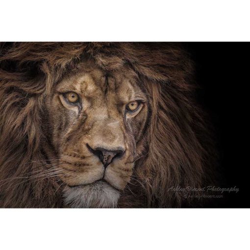 dramatic head shot of a Barbary Lion by ashley vincent