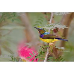 Brown-Throated Sunbird perched on a twig above a pink flower by ashley vincent