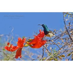 Souimanga Sunbird perched on a red flower in Madagascar by photographer ashley vincent