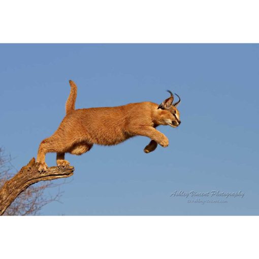 caracal launching off tree branch set against clear blue sky by photographer ashley vincent