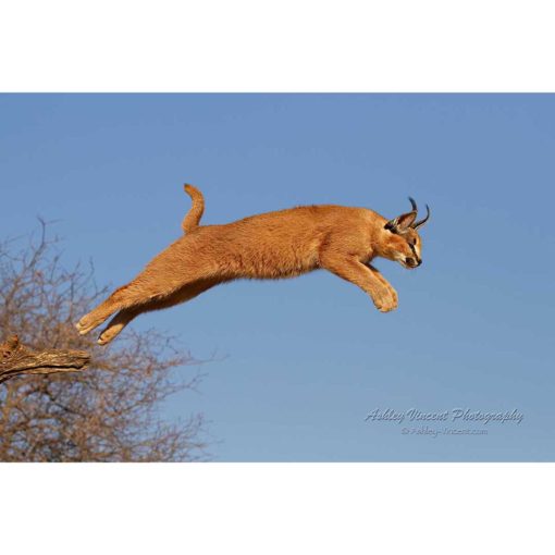 caracal leaping into midair from a tree branch by photographer ashley vincent