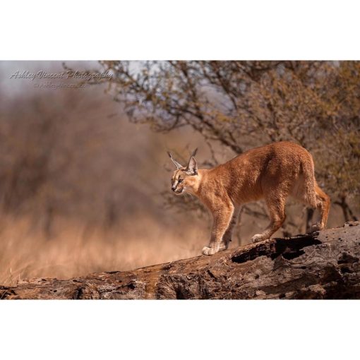 caracal walking along fallen tree branch by photographer ashley vincent