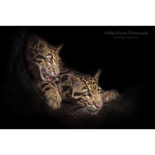 two Clouded Leopards appearing out of darkness by ashley vincent