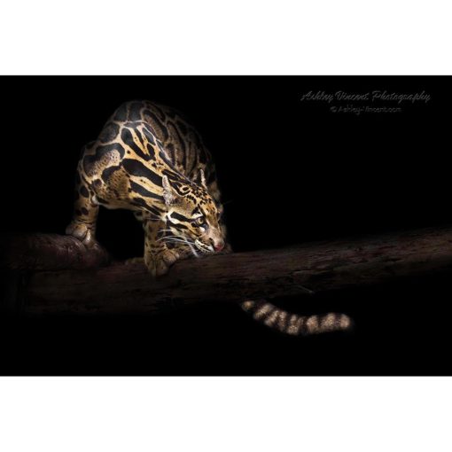 Clouded Leopard walking along branch by ashley vincent