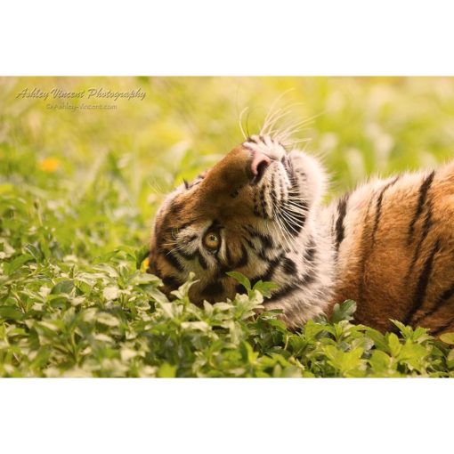 Amur Tiger lying on grass looking up at the sky by ashley vincent