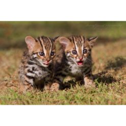 two Leopard Cat Cubs sitting next to each other on grass by ashley vincent