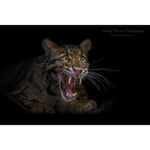 Clouded Leopard yawning and showing teeth by ashley vincent