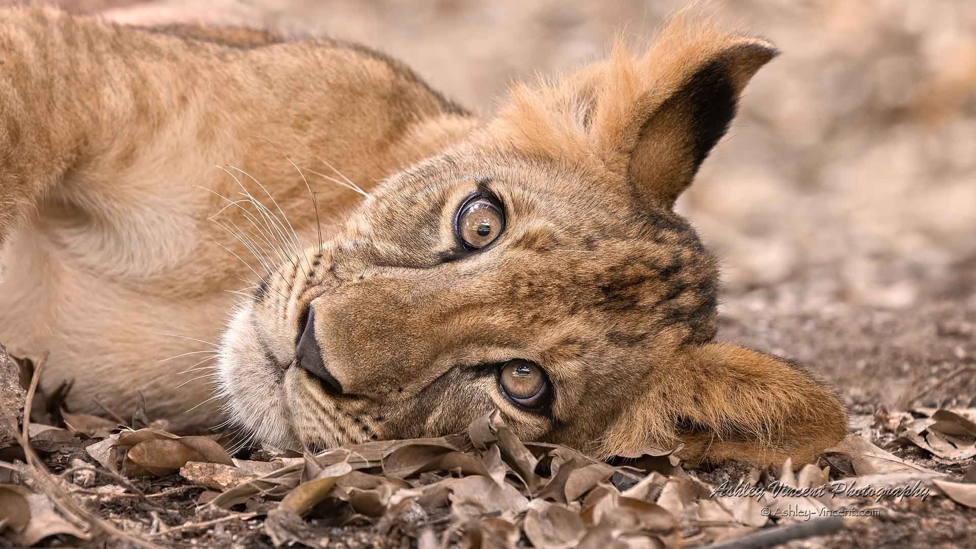 lion cub lying down with an ear to the ground by photographer ashley vincent