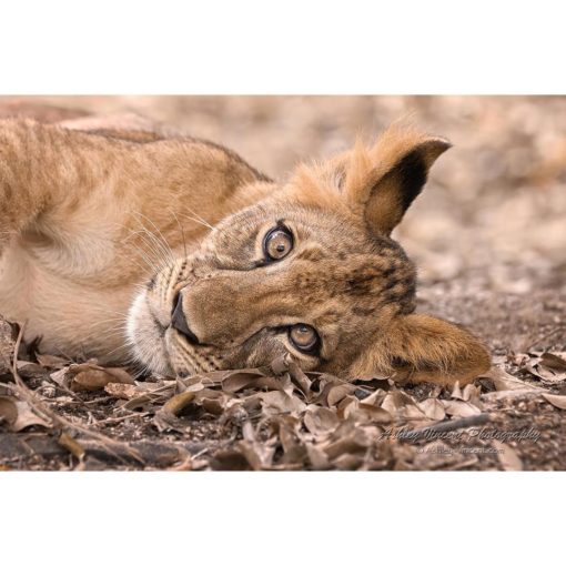 lion cub lying down with an ear to the ground by photographer ashley vincent