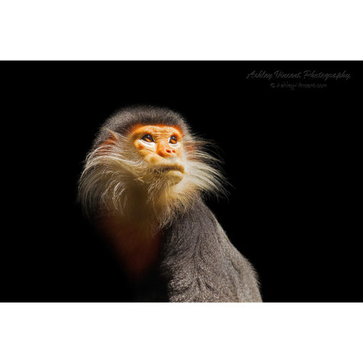Red-Shanked Douc Langur with golden light illuminating face by ashley vincent