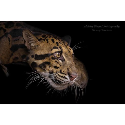 head shot in profile of a Clouded Leopard by ashley vincent