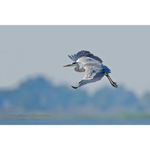 Grey Heron in flight over lake by ashley vincent