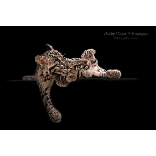 two clouded leopard cubs one biting the ear of the other by photographer ashley vincent