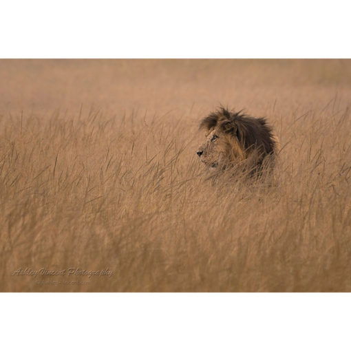 male African Lion in the Masai Mara partially hidden in grass by ashley vincent