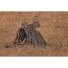 two African Leopards sitting next to each other in the Masai Mara by ashley vincent