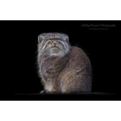pallas's cat sitting down against a black background by photographer ashley vincent
