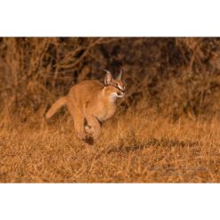 caracal cub running on grass in golden light by photographer ashley vincent