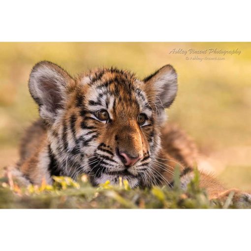 Siberian Tiger aka Amur Tiger cub laying on grass by photographer ashley vincent