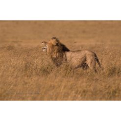 male African Lion roaring into the wind on the open savannah by ashley vincent