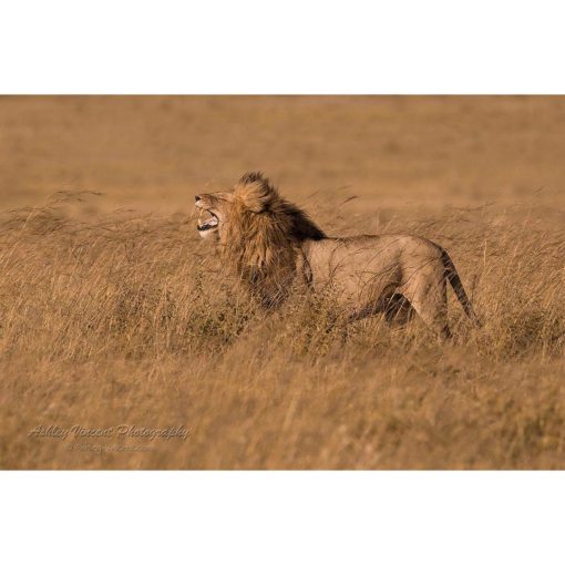male African Lion roaring into the wind on the open savannah by ashley vincent