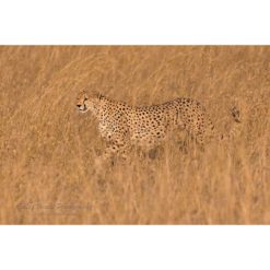 Cheetah on Early Morning Hunt in the Masai Mara by ashley vincent