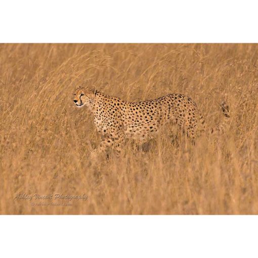 Cheetah on Early Morning Hunt in the Masai Mara by ashley vincent