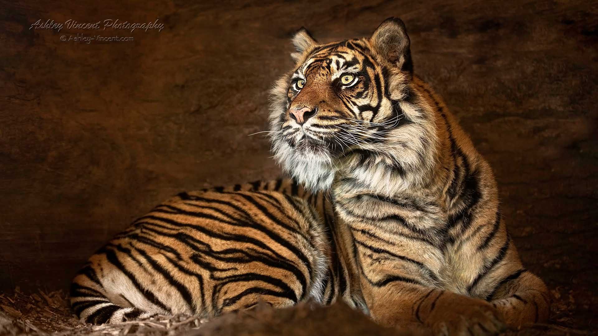 a Sumatran tiger laying on the ground looking to the right of the photographer by ashley vincent