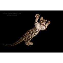 clouded leopard cub in mid air against black background by photographer ashley vincent
