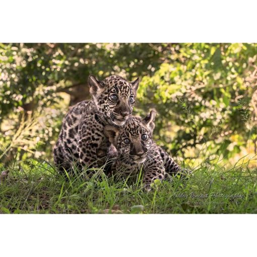 two wide-eyed jaguar cubs laying on grass by photographer ashley vincent