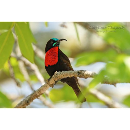 Scarlet-Chested Sunbird perched on a branch by ashley vincent
