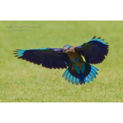 Indian Roller bird with wings outstretched about to land on green grass by photographer ashley vincent