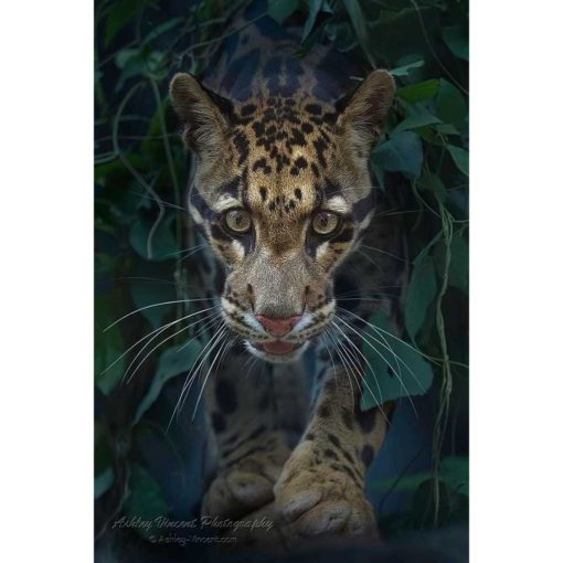male clouded leopard walking along branch toward the photographer ashley vincent