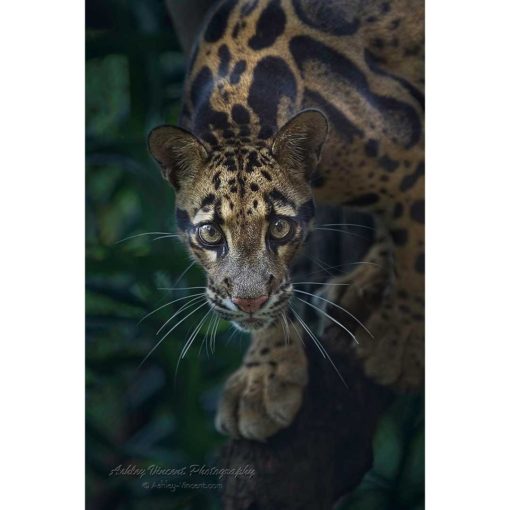 female clouded leopard walking along branch toward the photographer ashley vincent