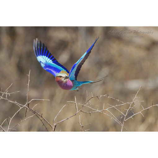 Lilac-Breasted Roller in flight by ashley vincent