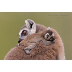 baby Ring-Tailed Lemur cling onto mother's back by ashley vincent