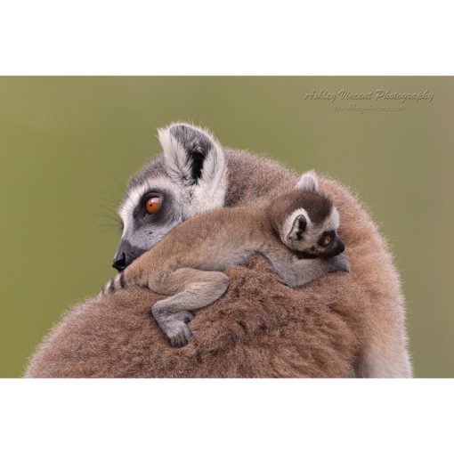 baby Ring-Tailed Lemur cling onto mother's back by ashley vincent