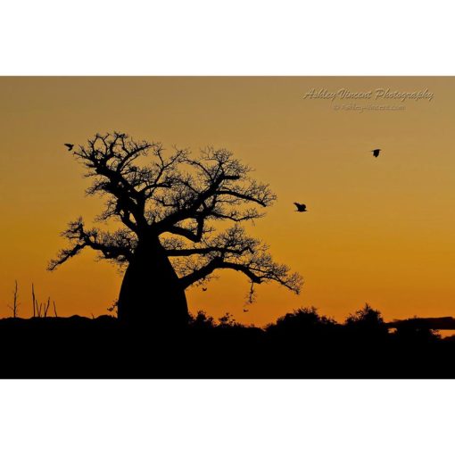 Pied Crows Flying To and From a Baobab Tree that is silhouetted by Sunrise by ashley vincent