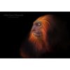 headshot in profile of a Golden-Headed Lion Tamarin by ashley vincent