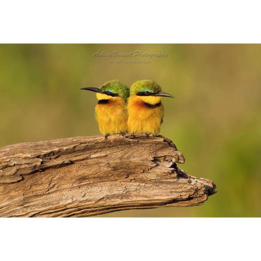 two small Green Bee-Eaters perched next to each other on a branch in golden sunlight by ashley vincent