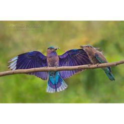 open-winged parent Indian Roller landing on a branch to feed it's young by ashley vincent