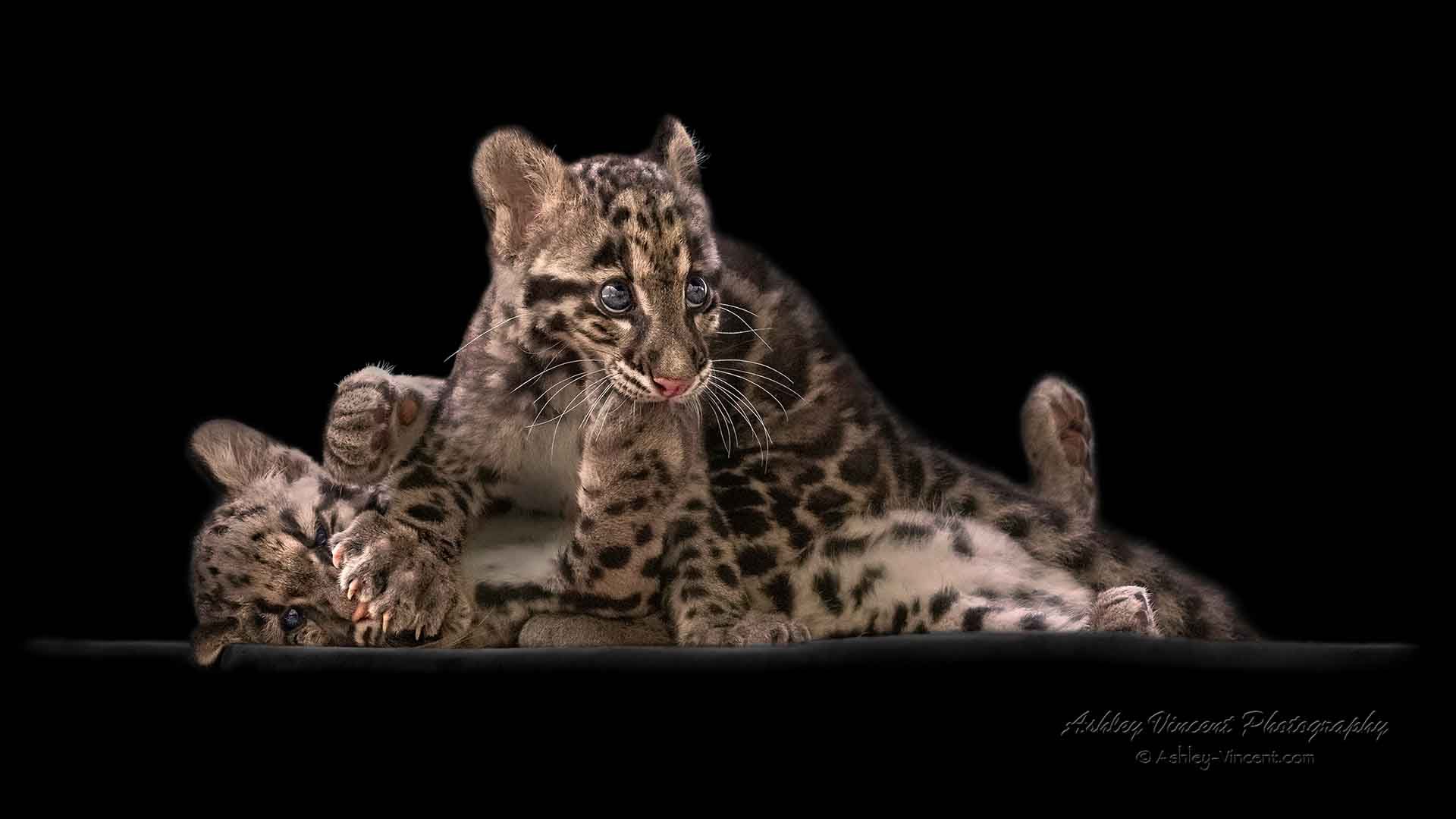 Two clouded leopard cubs playing with the paw of one in the mouth of the other set against a black background captured by wildlife photographer Ashley Vincent