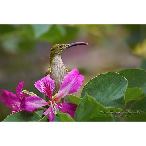 Grey-Breasted Spiderhunter in profile perched next to pink flower by ashley vincent