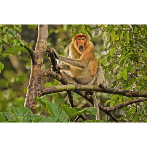 Proboscis Monkey sitting open mouthed in a tree staring at the photographer by ashley vincent