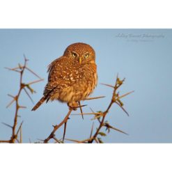 Pearl-Spotted Owlet at sunrise perched on a thorny branch by ashley vincent