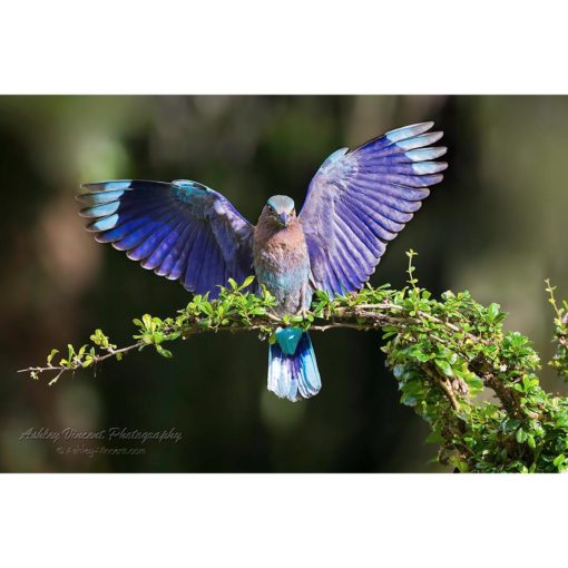 Indian Roller landing open-winged on a branch by ashley vincent