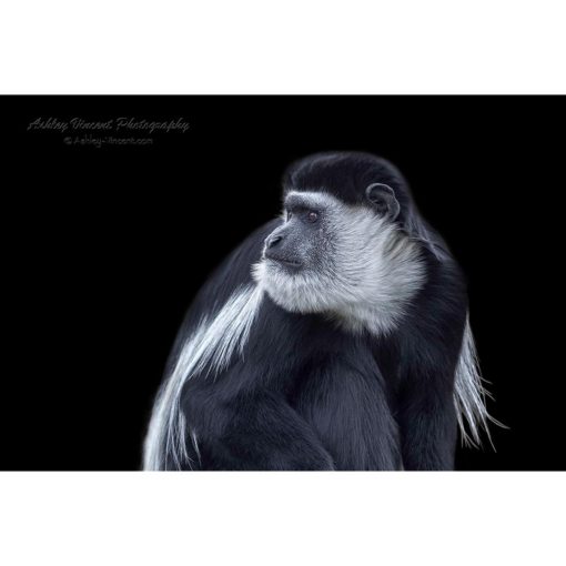 black and white colobus monkey set against a black background by photographer ashley vincent