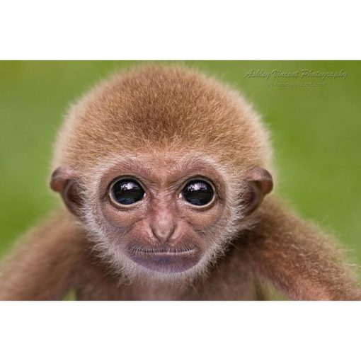 head shot of a baby Lar Gibbon staring directly at the photographer by ashley vincent