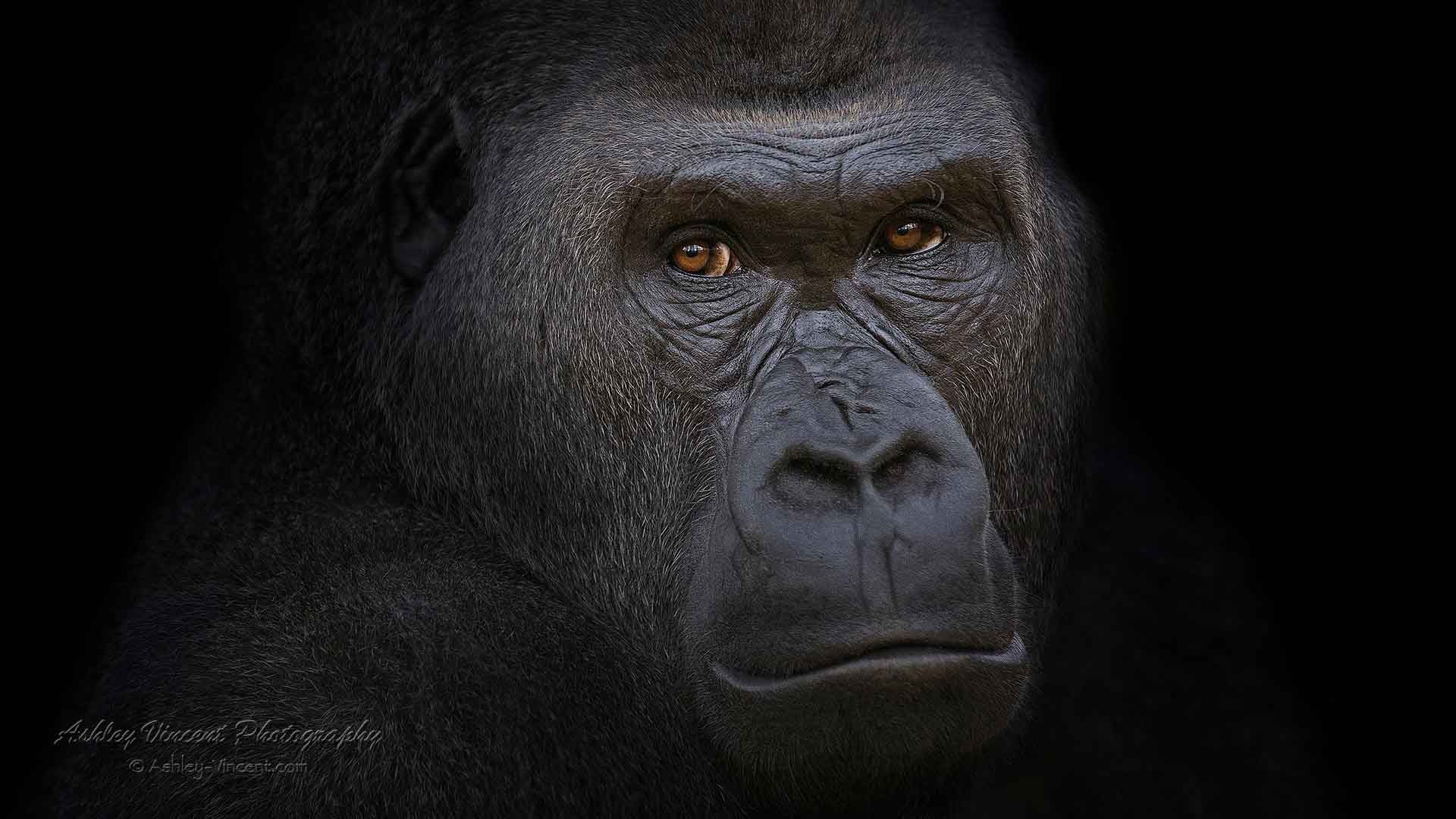 close up headshot of a Western Lowland Gorilla by ashley vincent