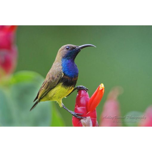 Olive-Backed Sunbird perched on a red flower by ashley vincent